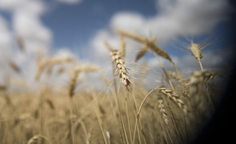 Harvest pressure on prices - Cropping update - December 22 