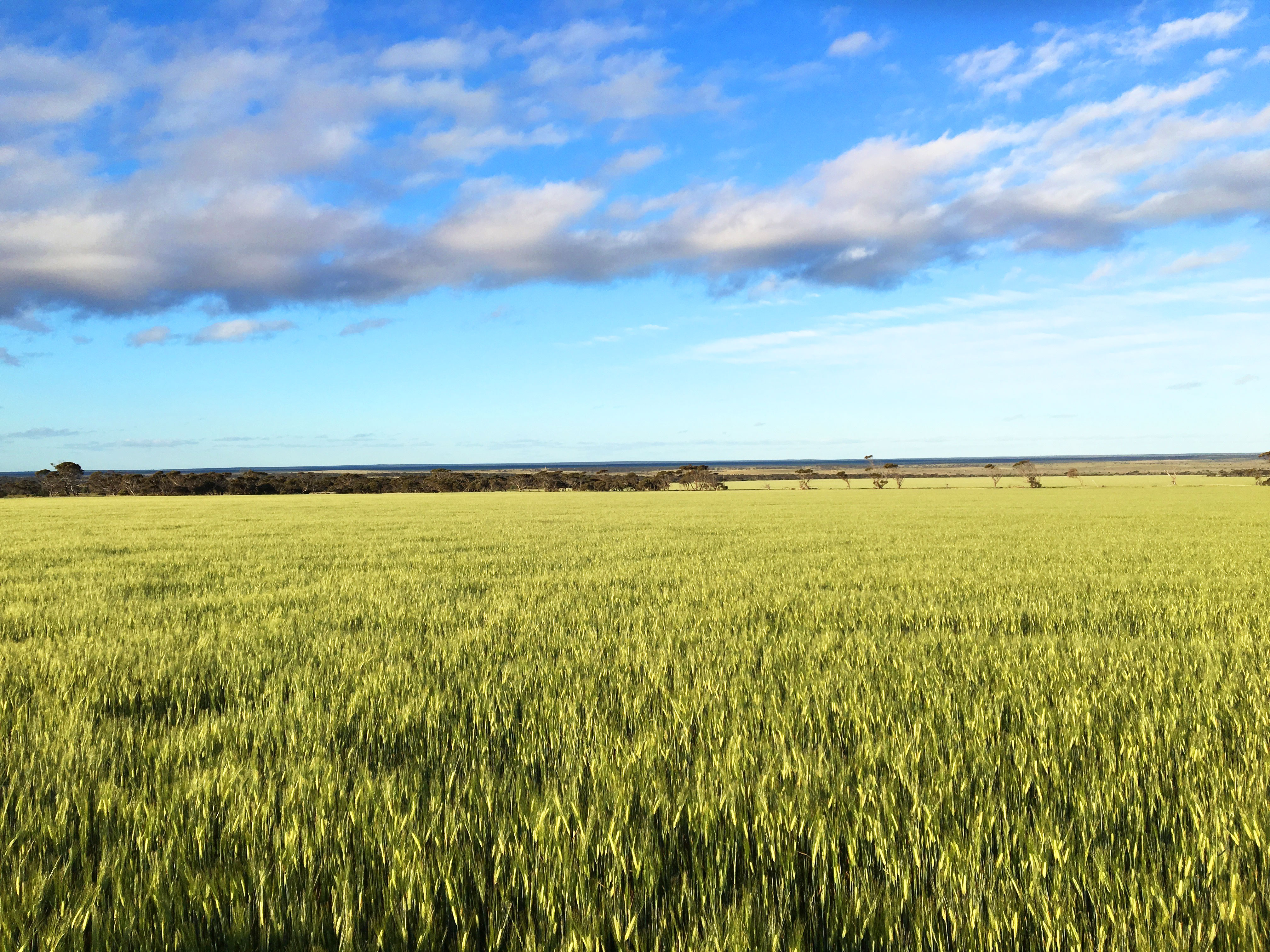 Grain market indicators on Elders -  Cropping update - July 22