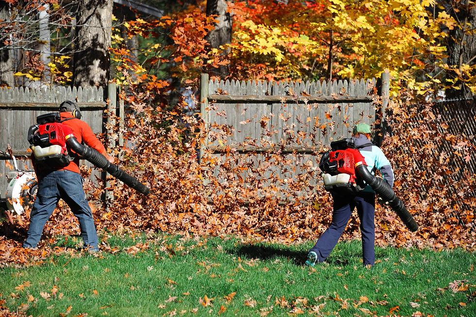 Seasonal Clean Ups & Leaf Removal Services | Fairfield, CT