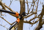 Tree Pruning Maintenance | Tree & Stump Removal | Stratford, CT