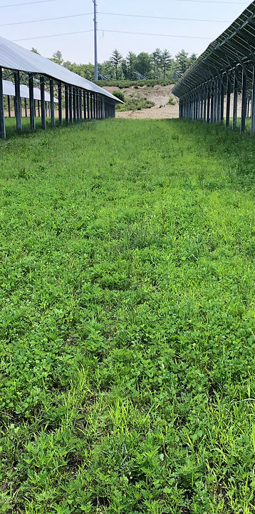 15 Use - Godfrey Final Pasture seeding 7-5-21 - 2 months after planting.jpg