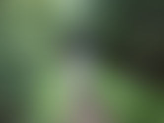 The Story Behind Odd Fauna: A Journey Into Herbalism & Plant-Based Wellness