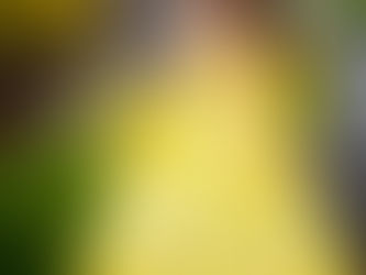 Arantxa Sweet Quince