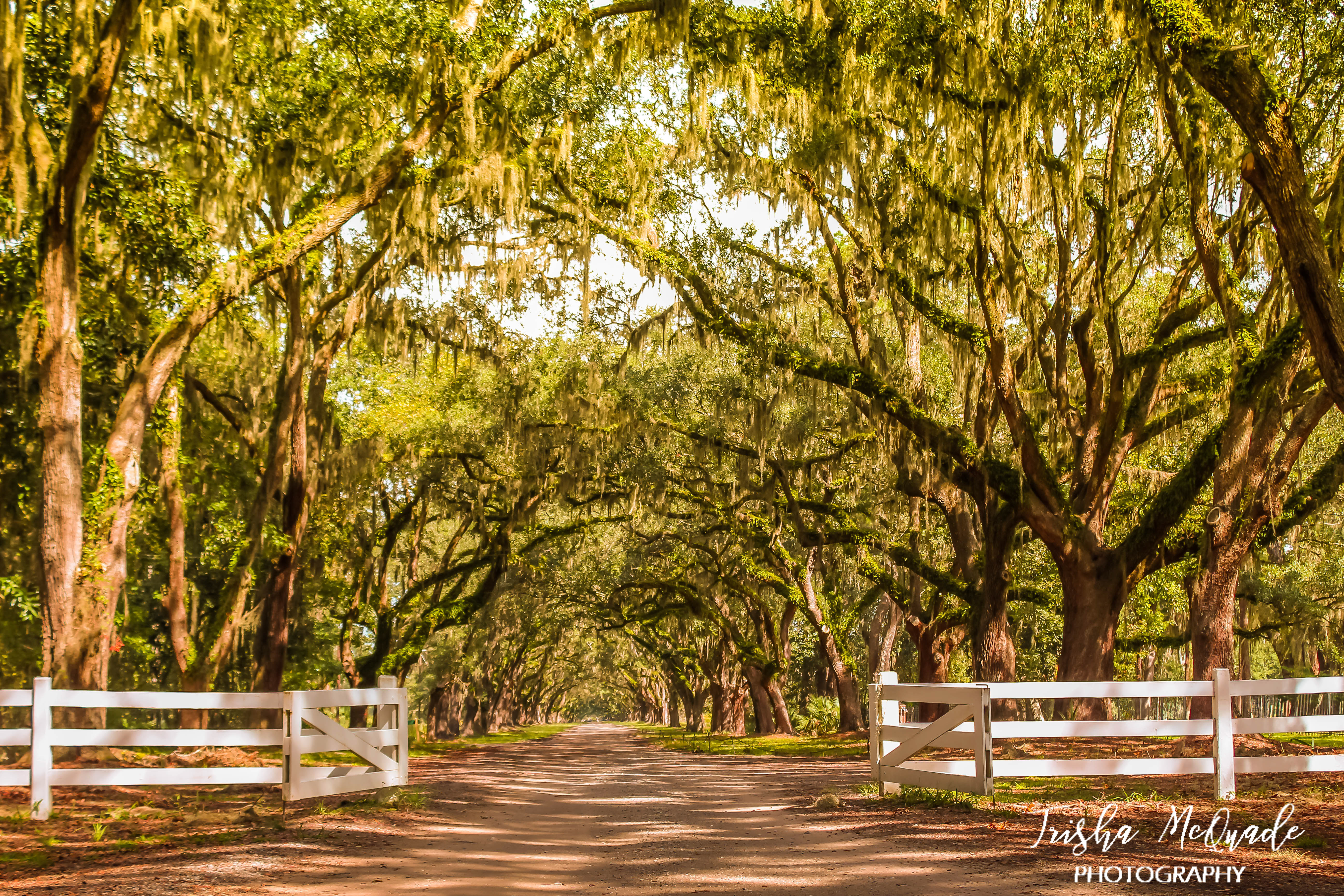 Wormsloe Oaks