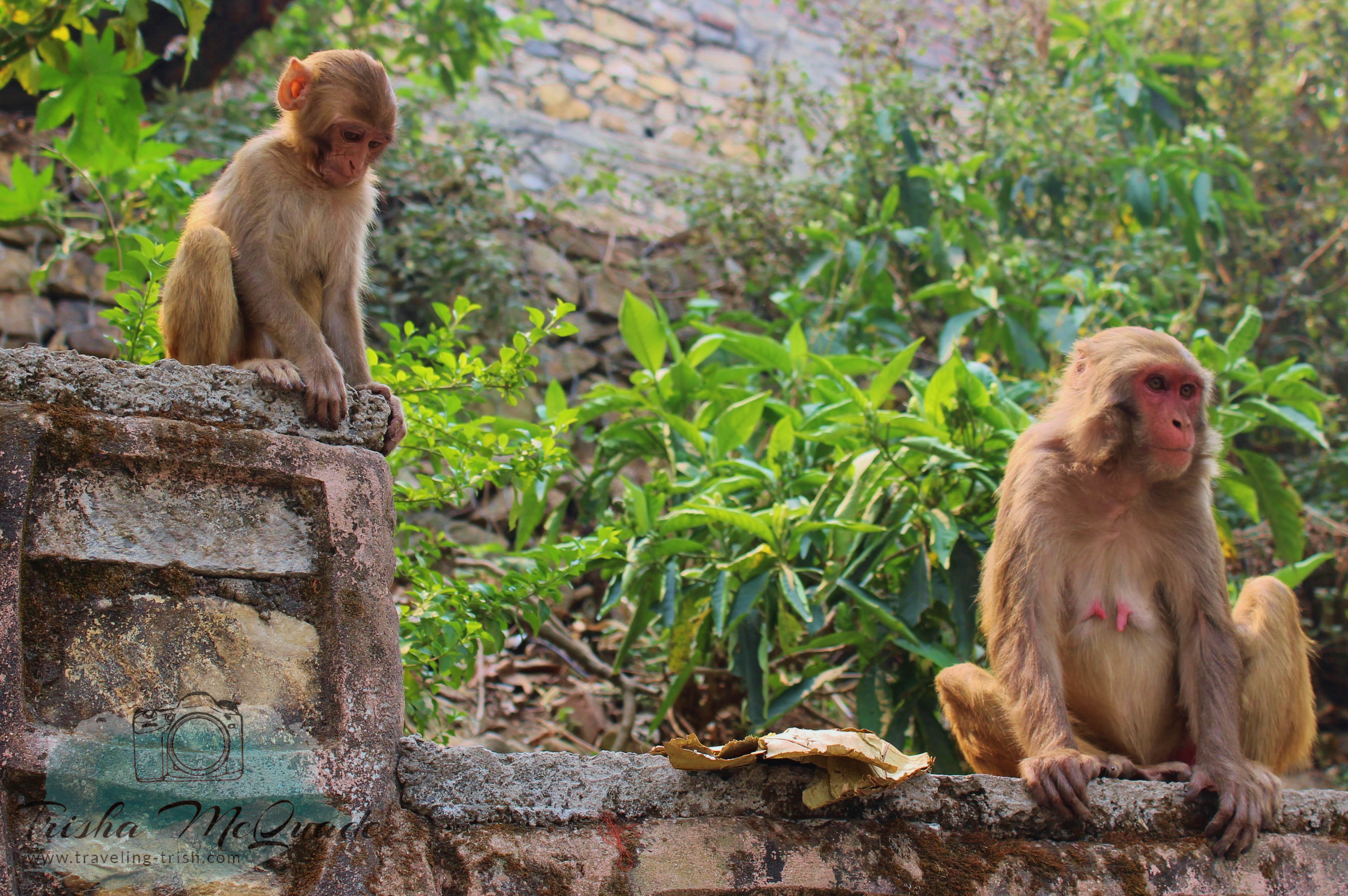 Mama and Baby Monkey