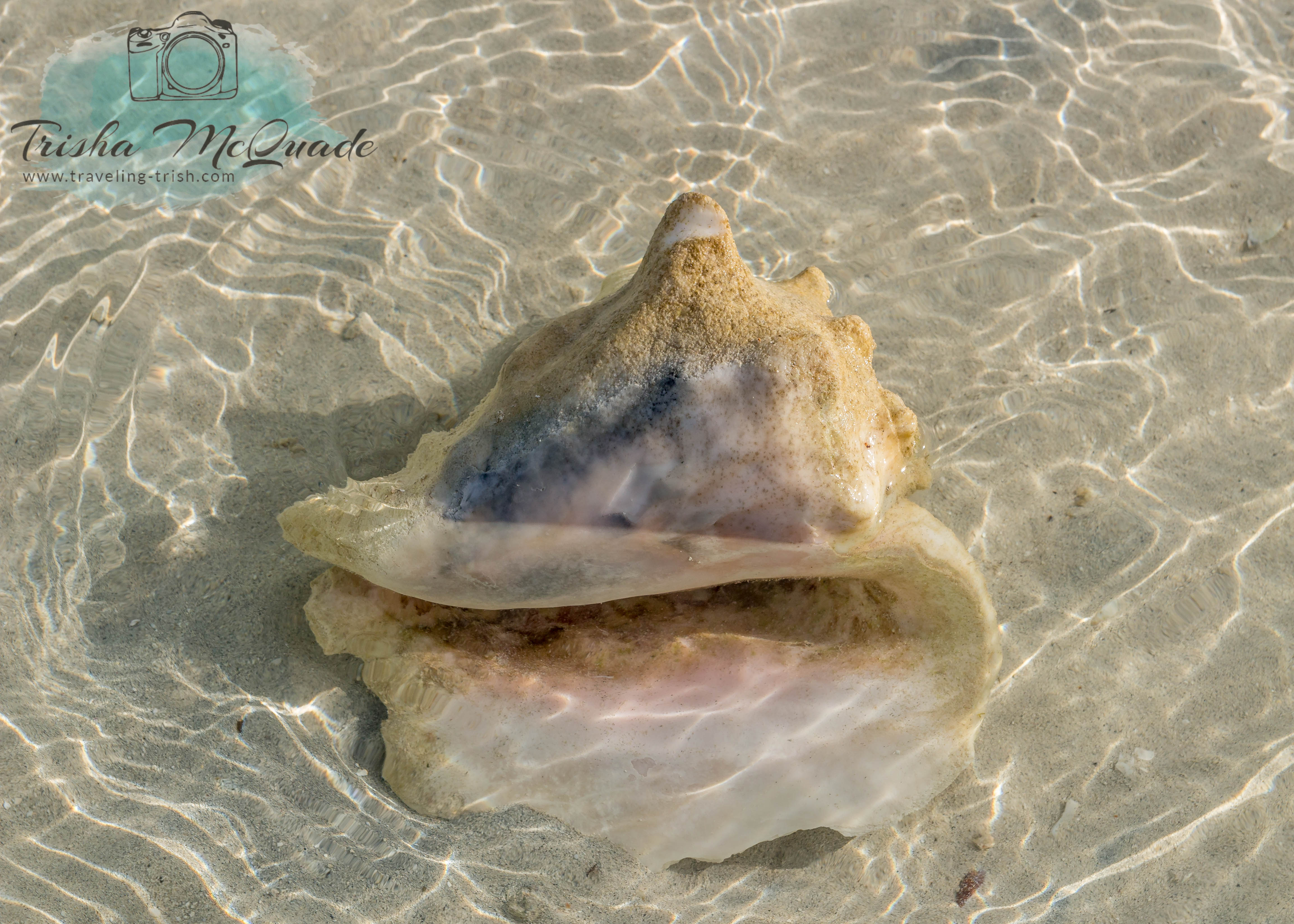 Water Conch