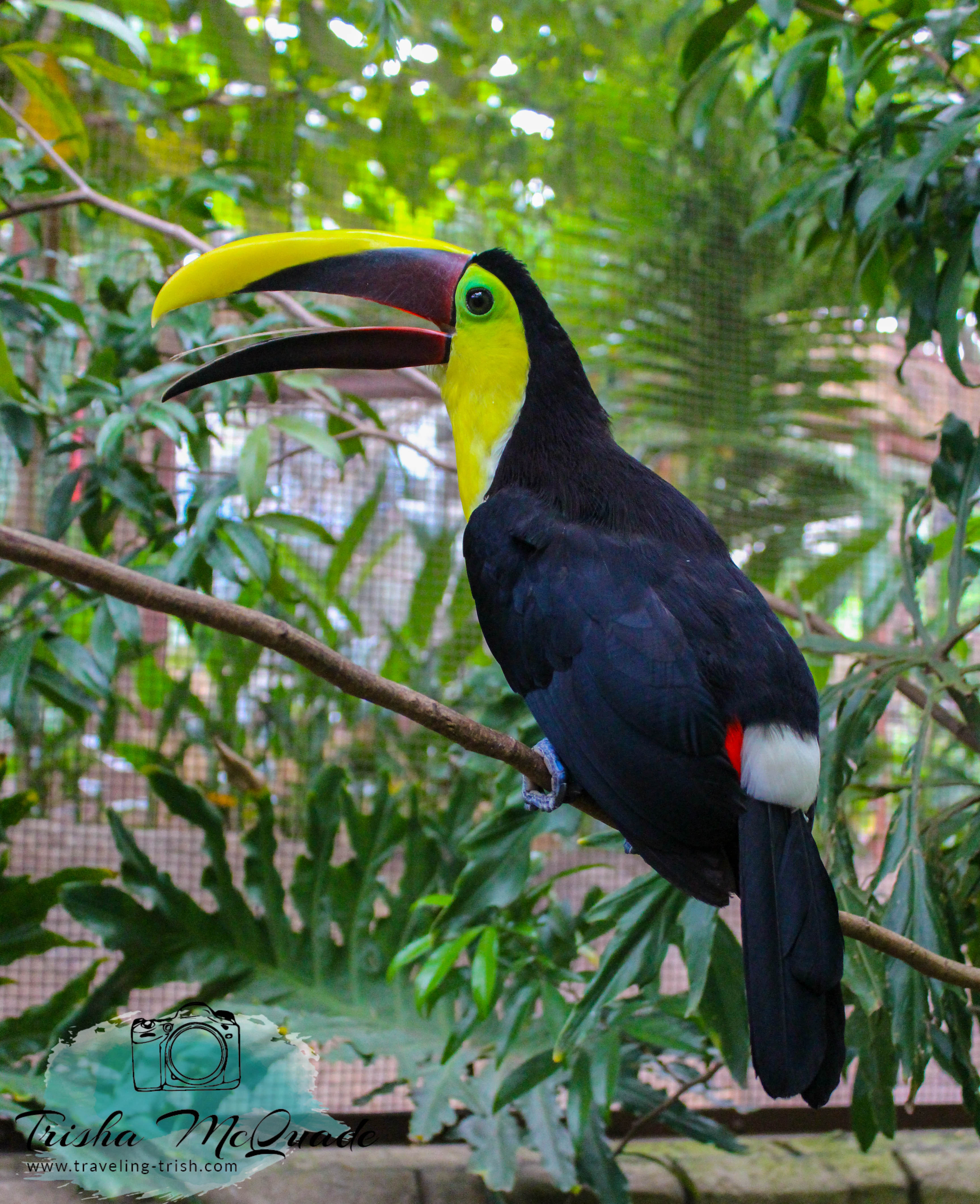Lauging Toucan