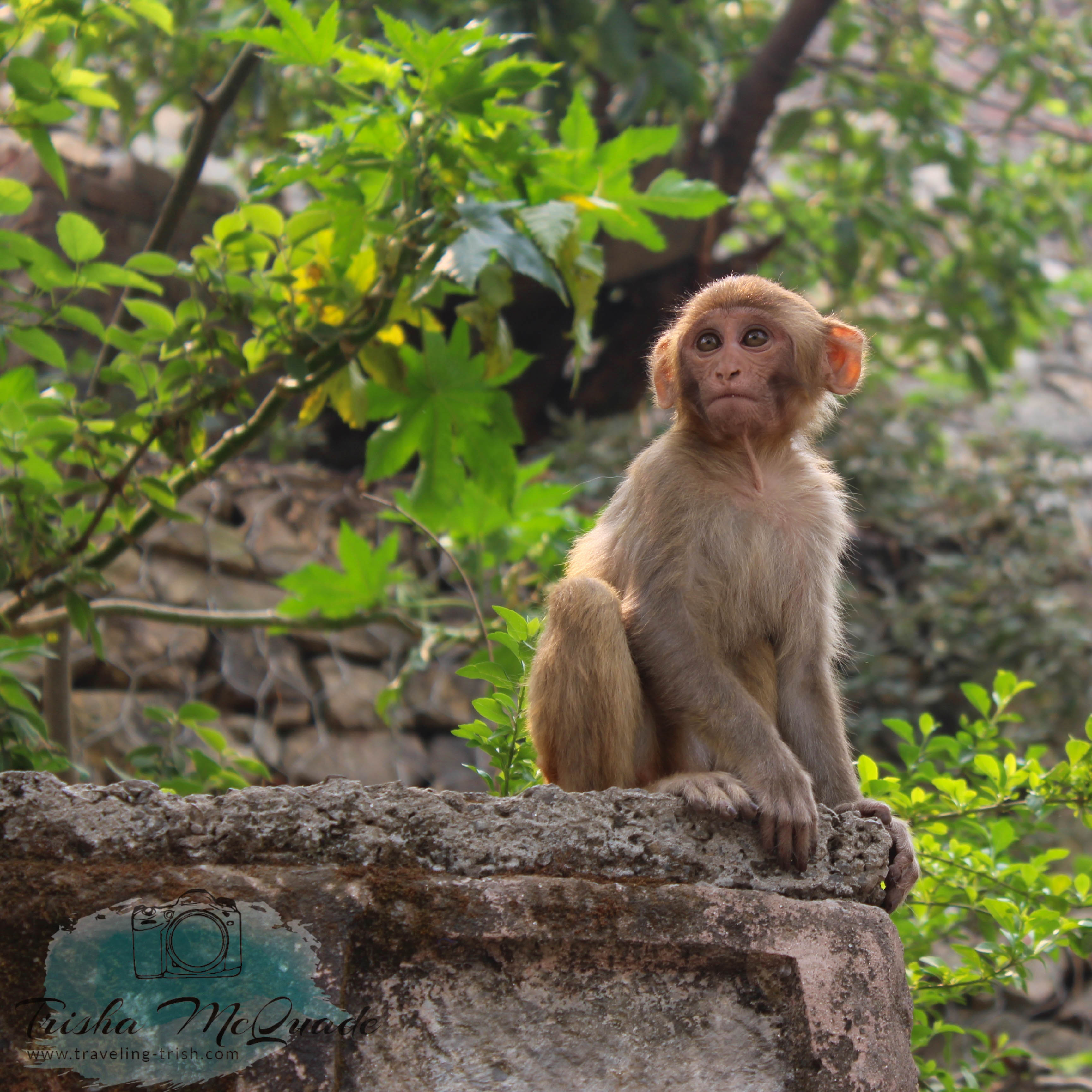 Monkey Thoughts