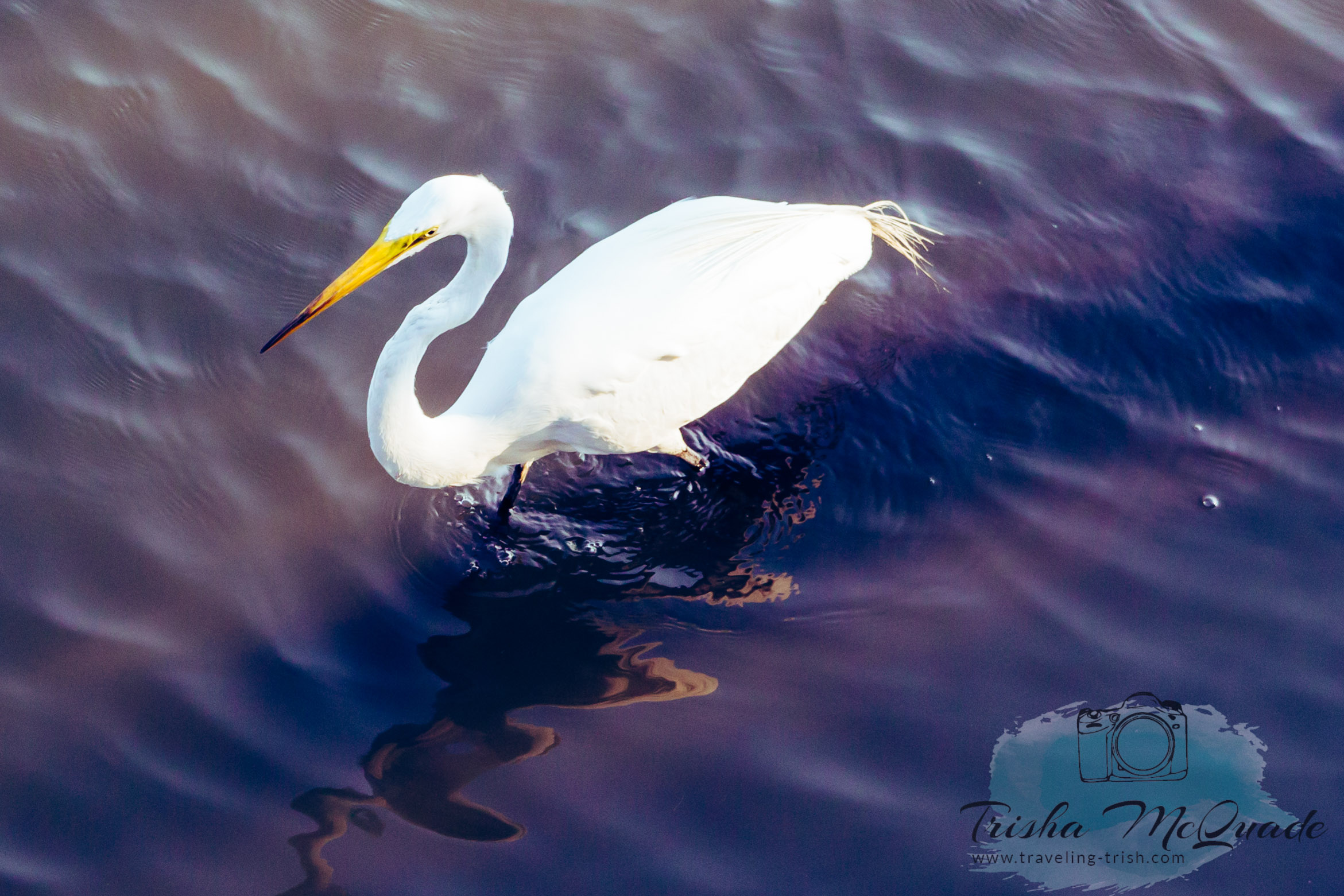 Snowy Egret
