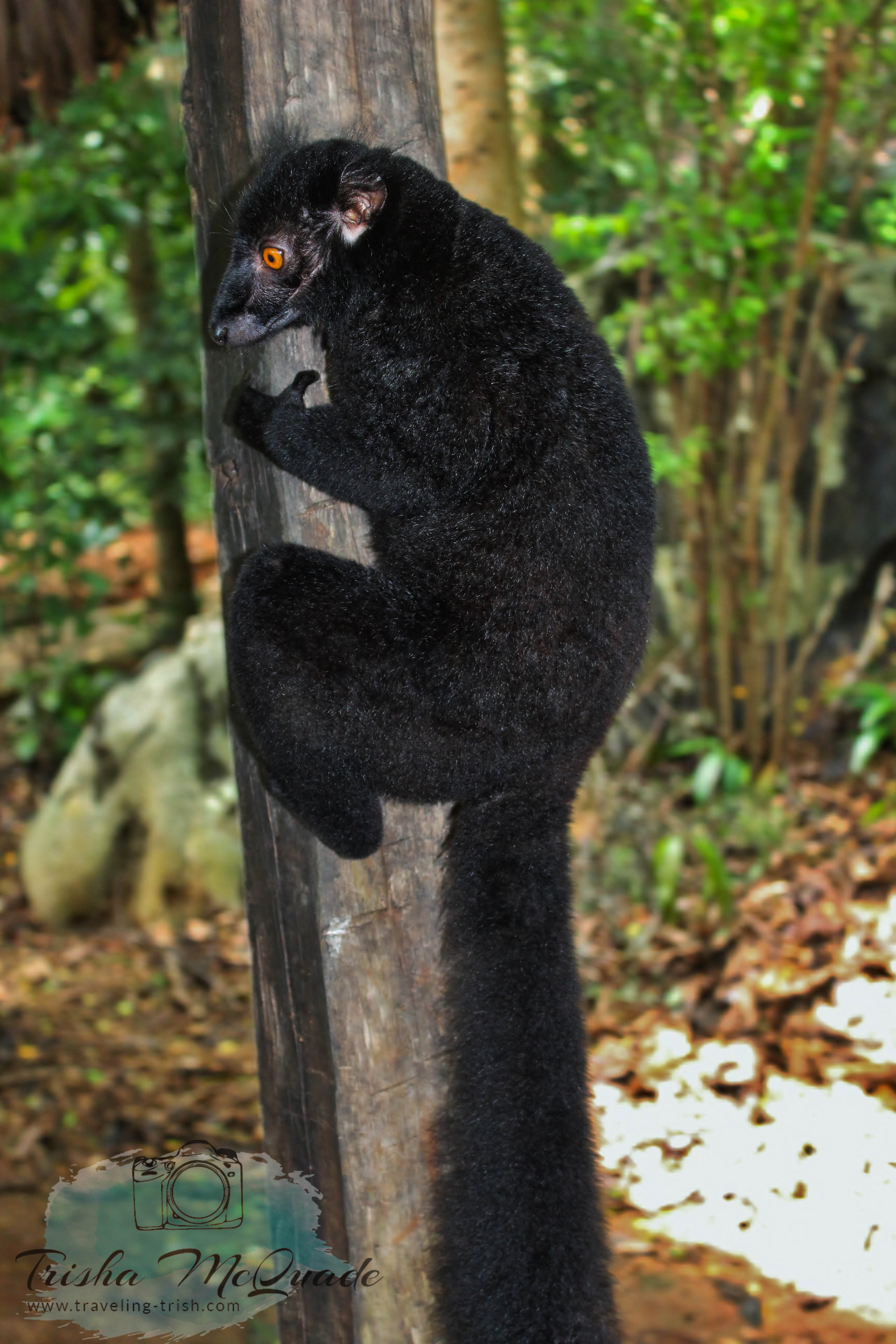 Holding Lemur