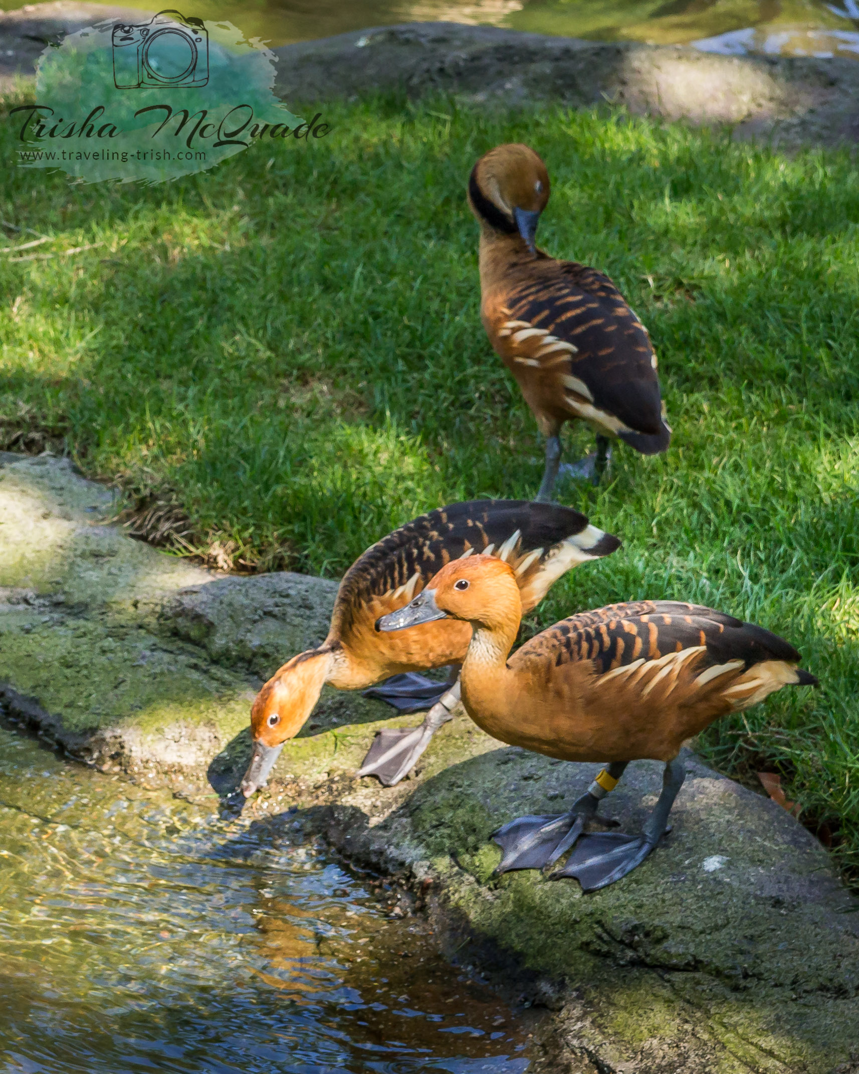 Thirsty Ducks