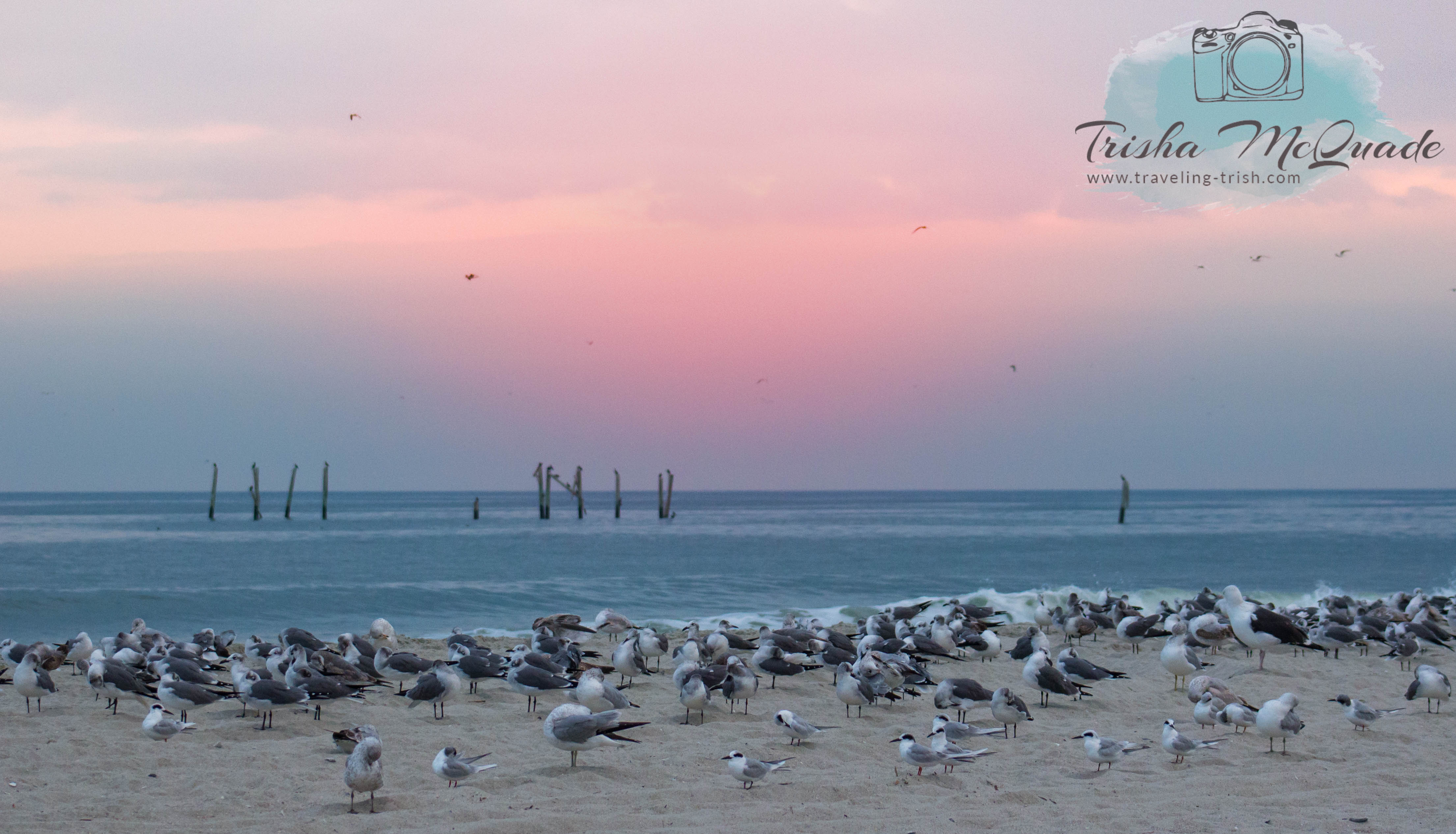 Beach Birds