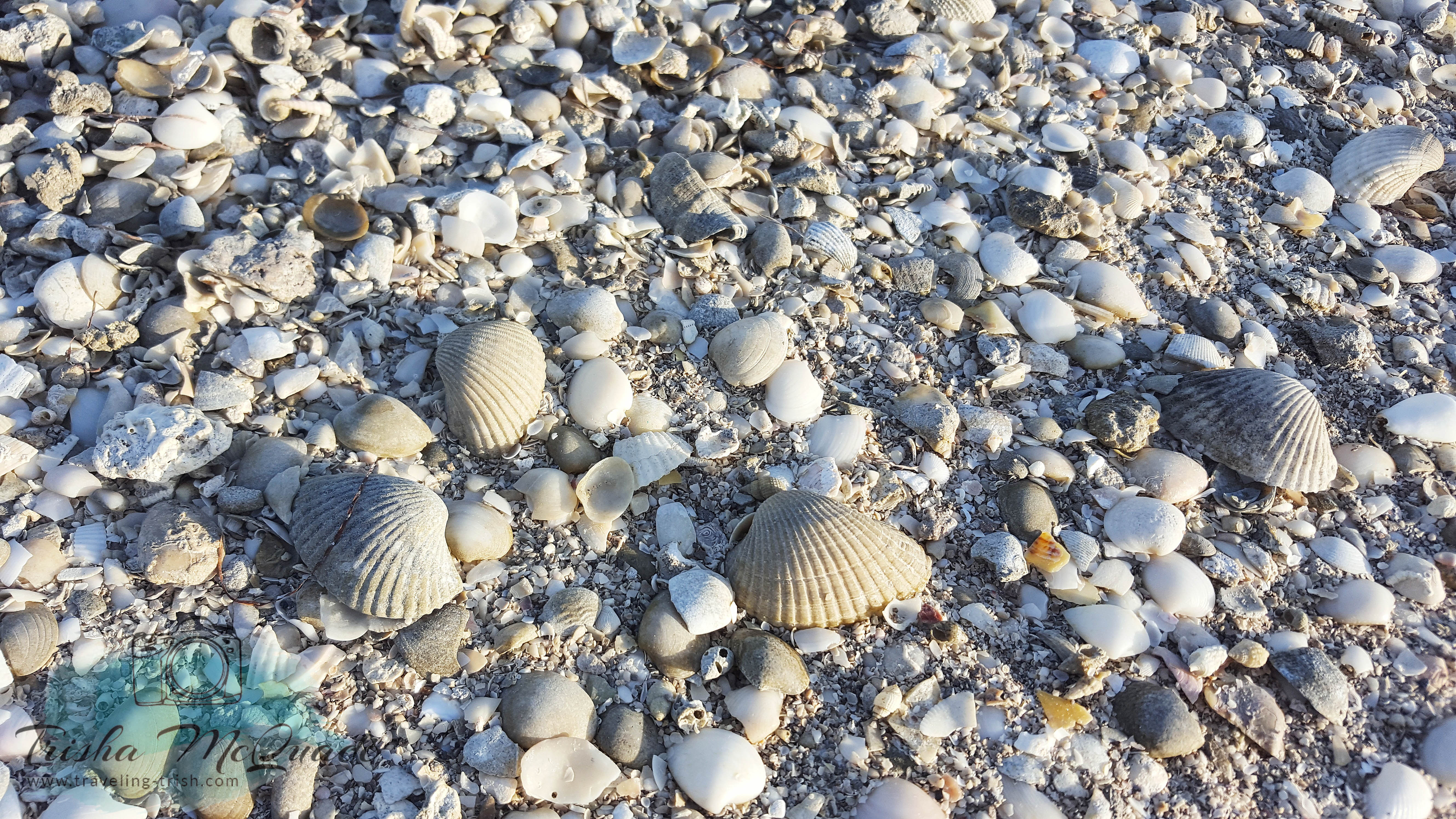 Shells