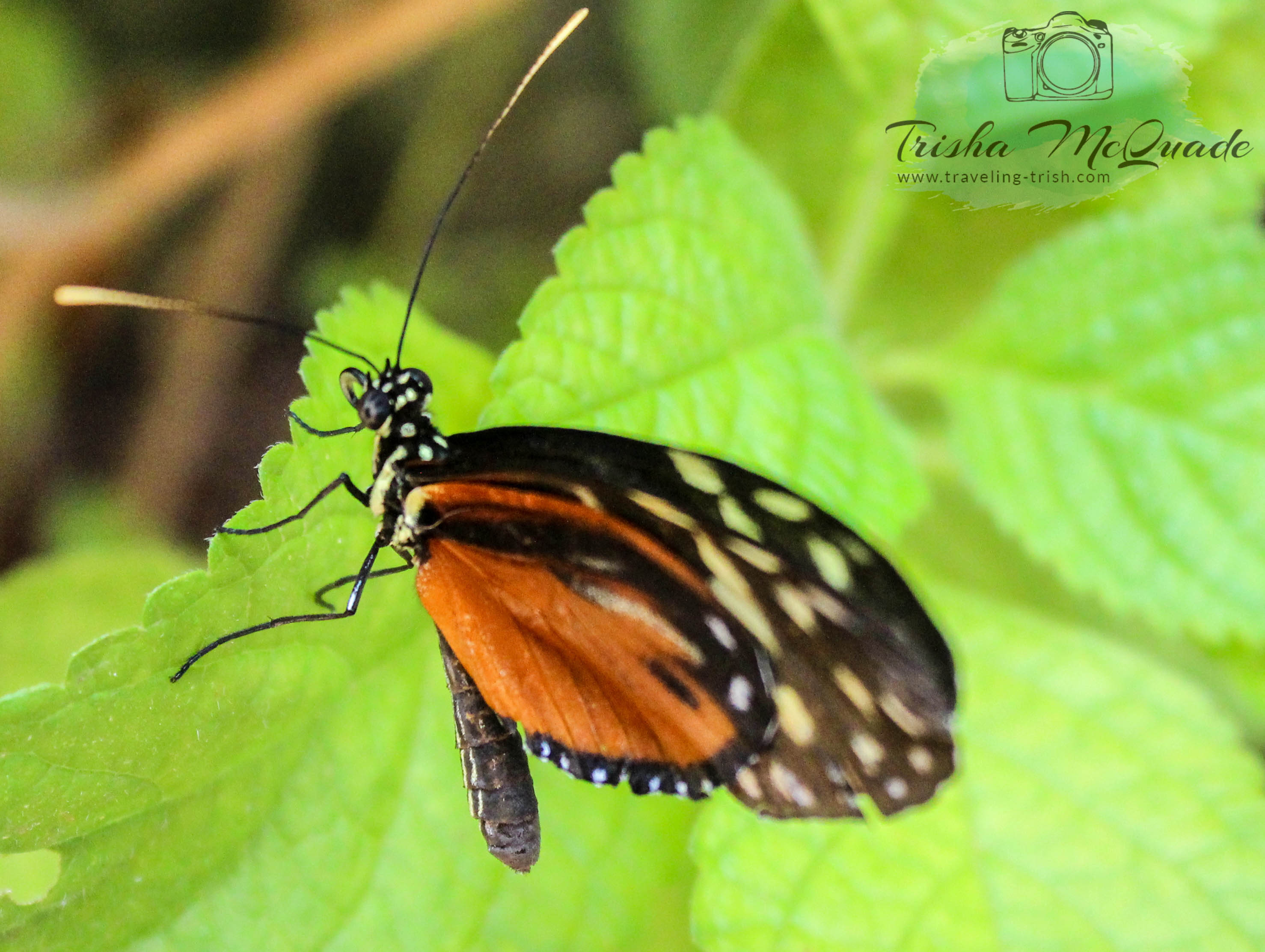 Tiger Butterfly