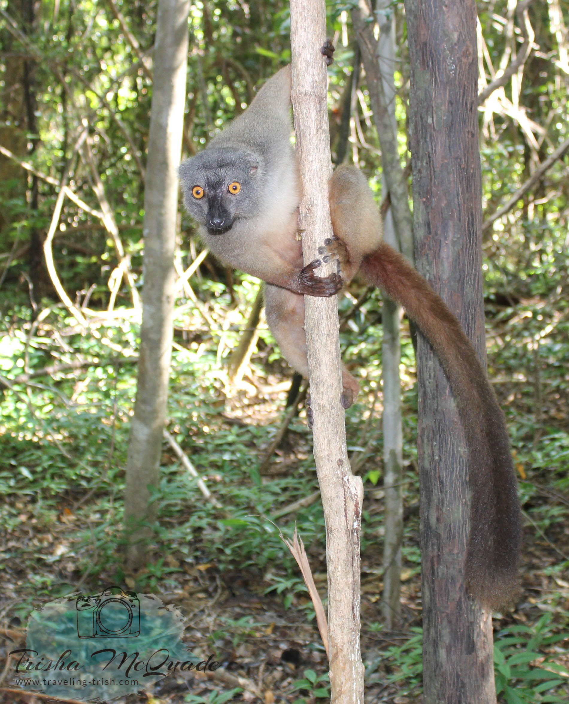 Madagascar-Hey YOU!