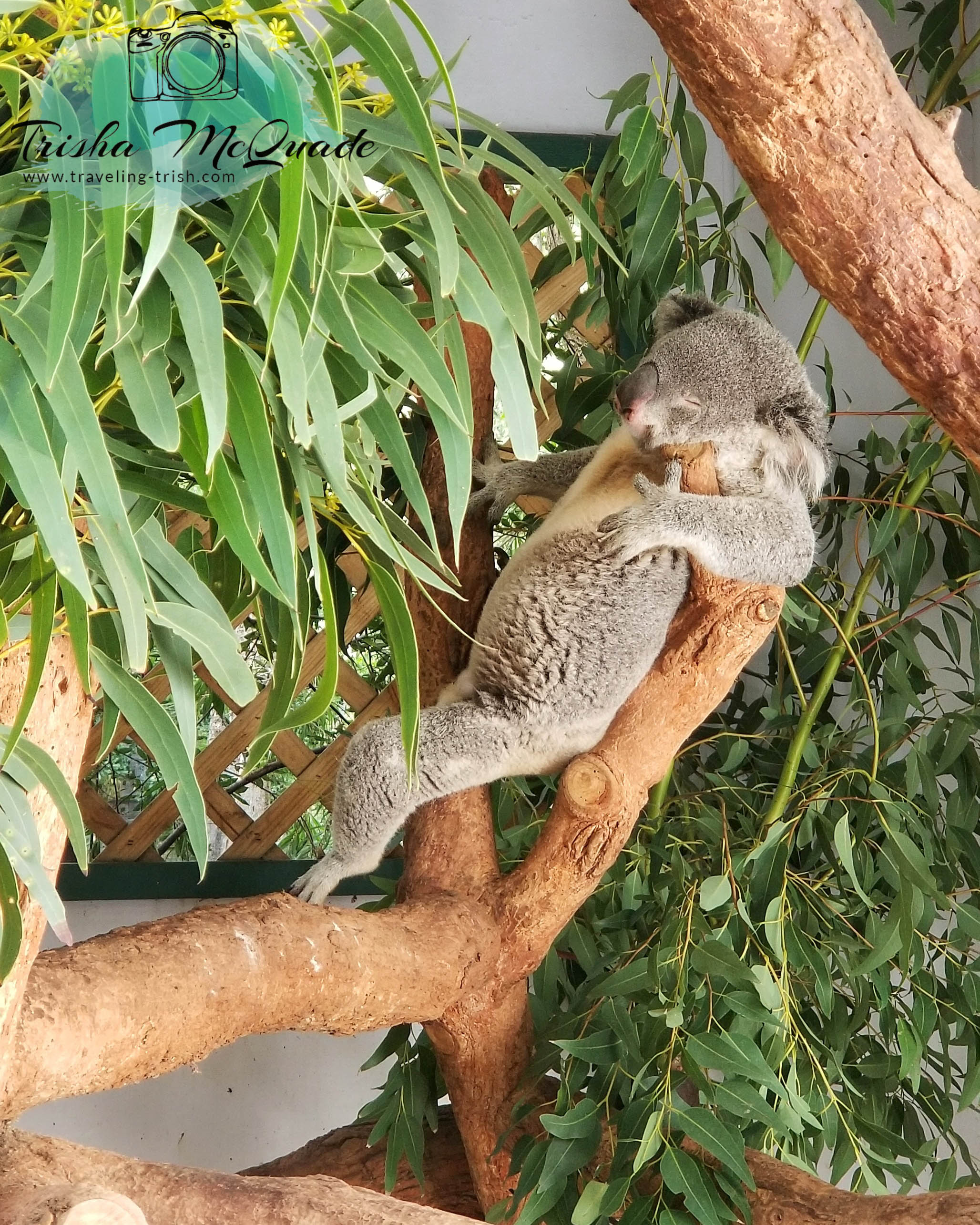 Sydney, AU-Sleeping Beauty