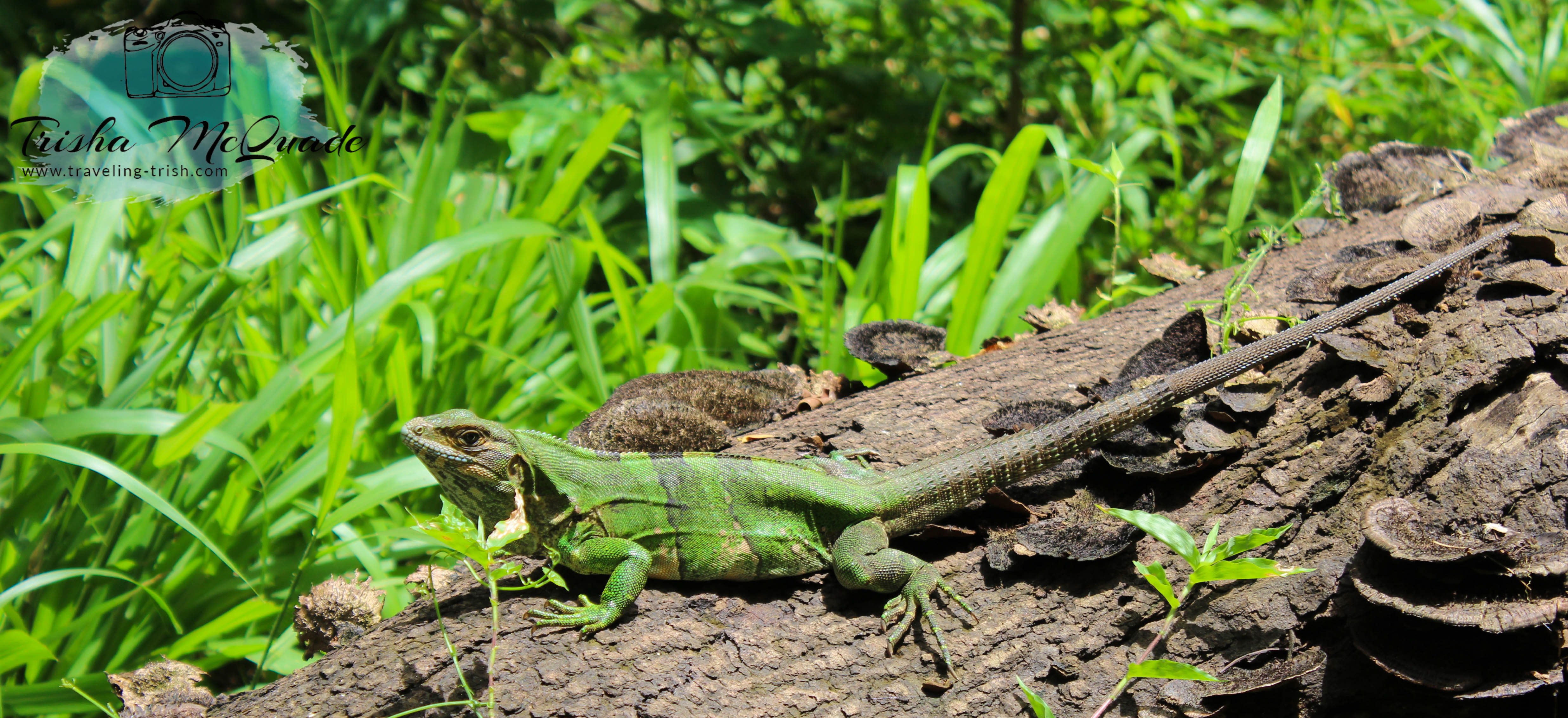 Iguana Chill
