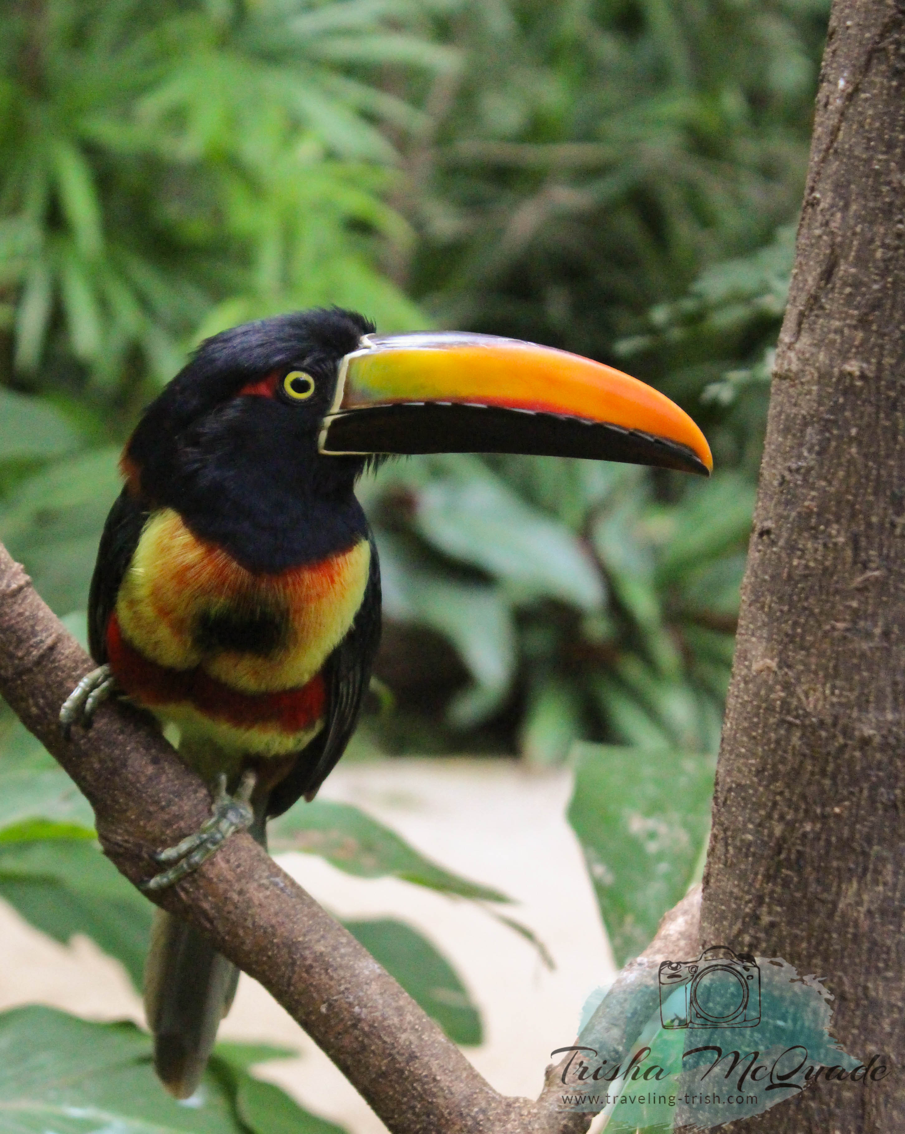 CostaRicanToucan