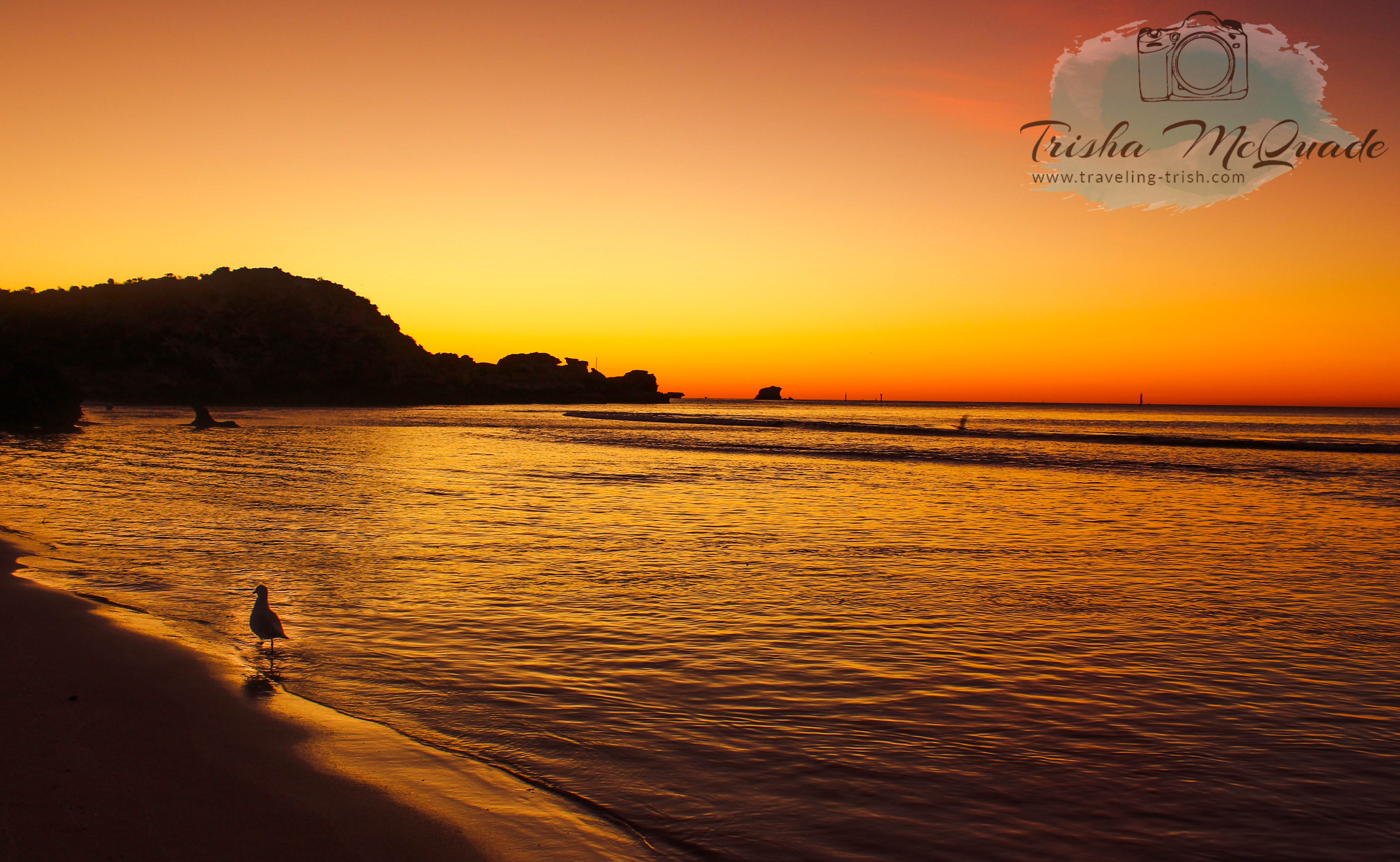 Lonely bird sunset