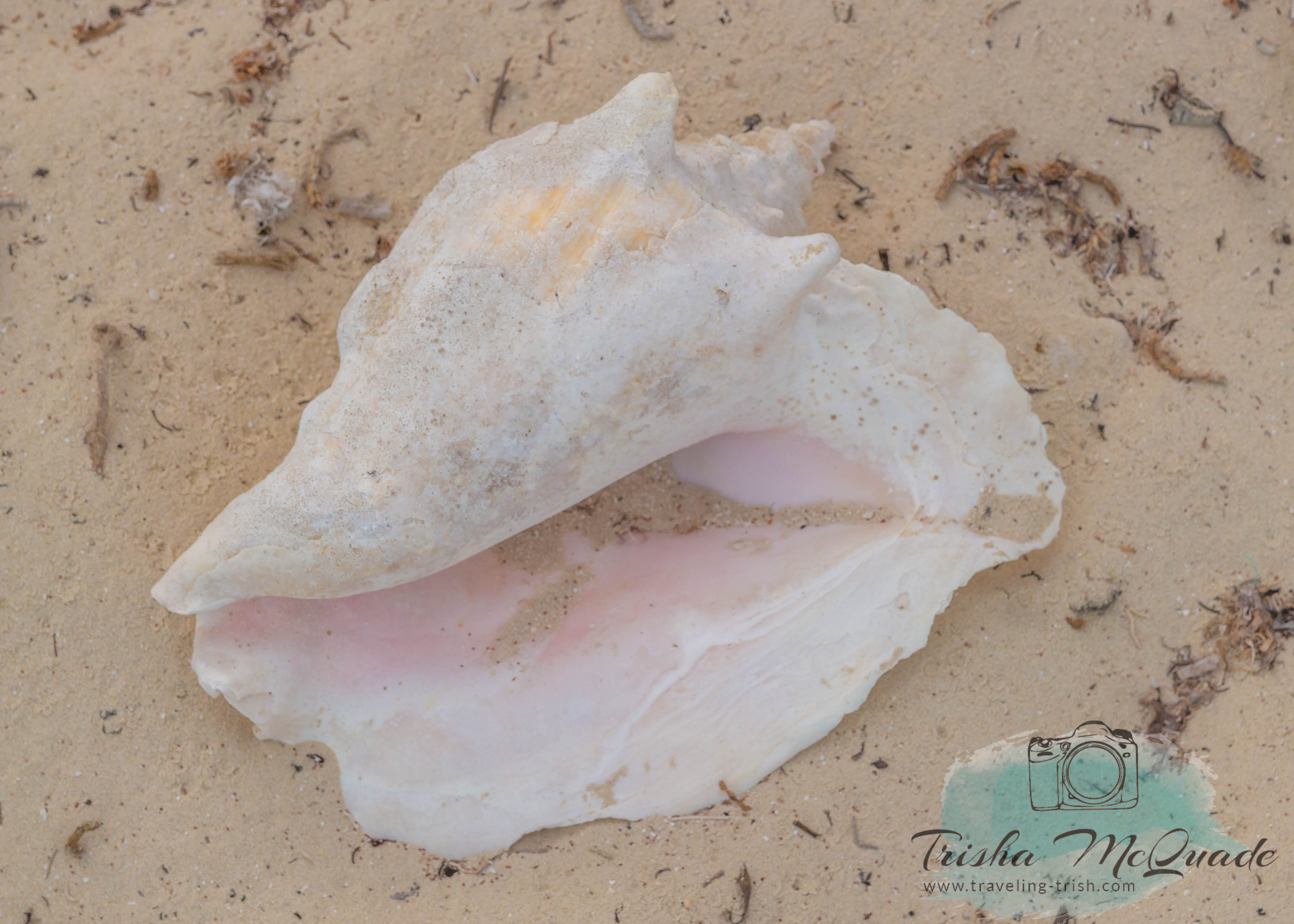 Beach Conch