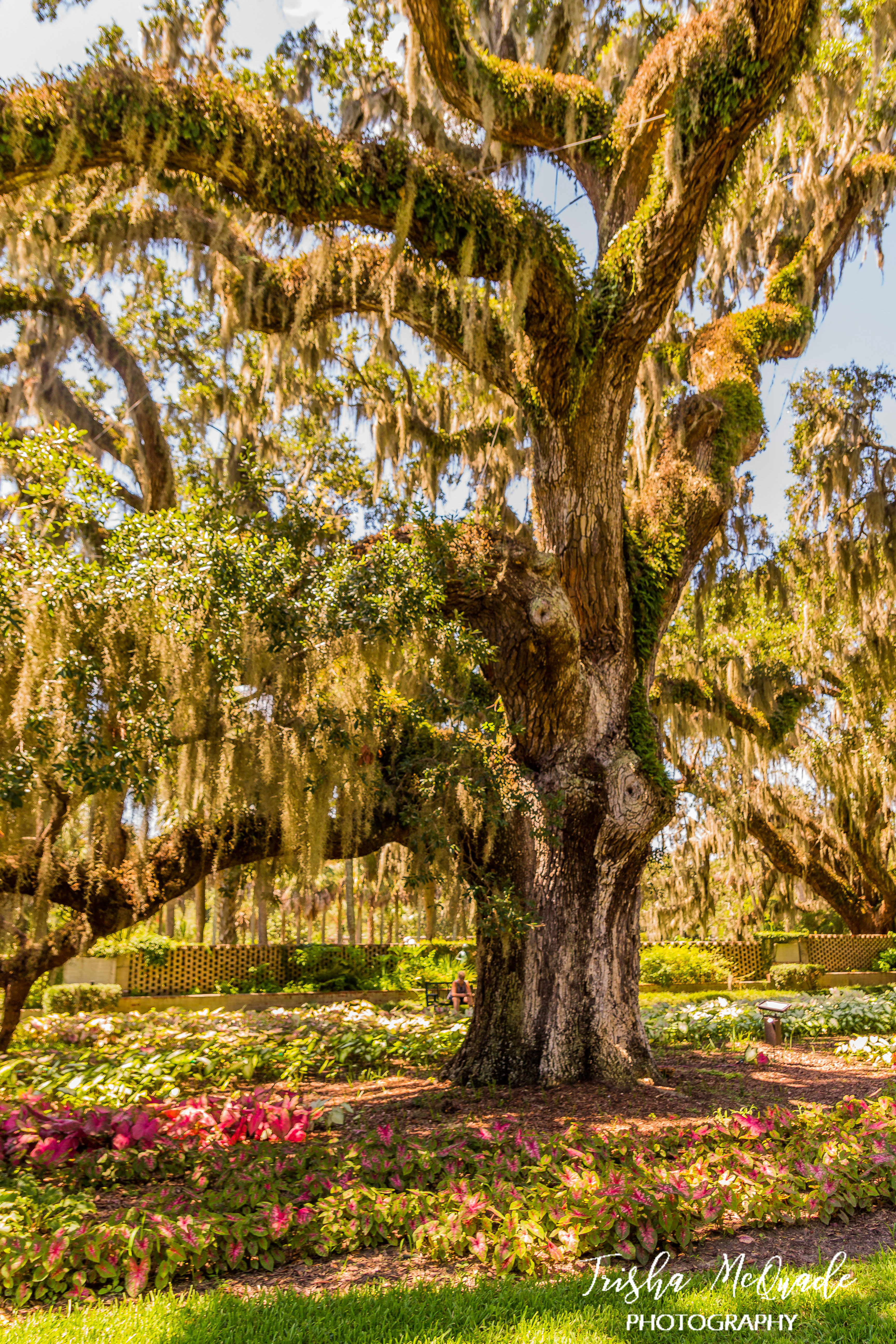 Live Oak