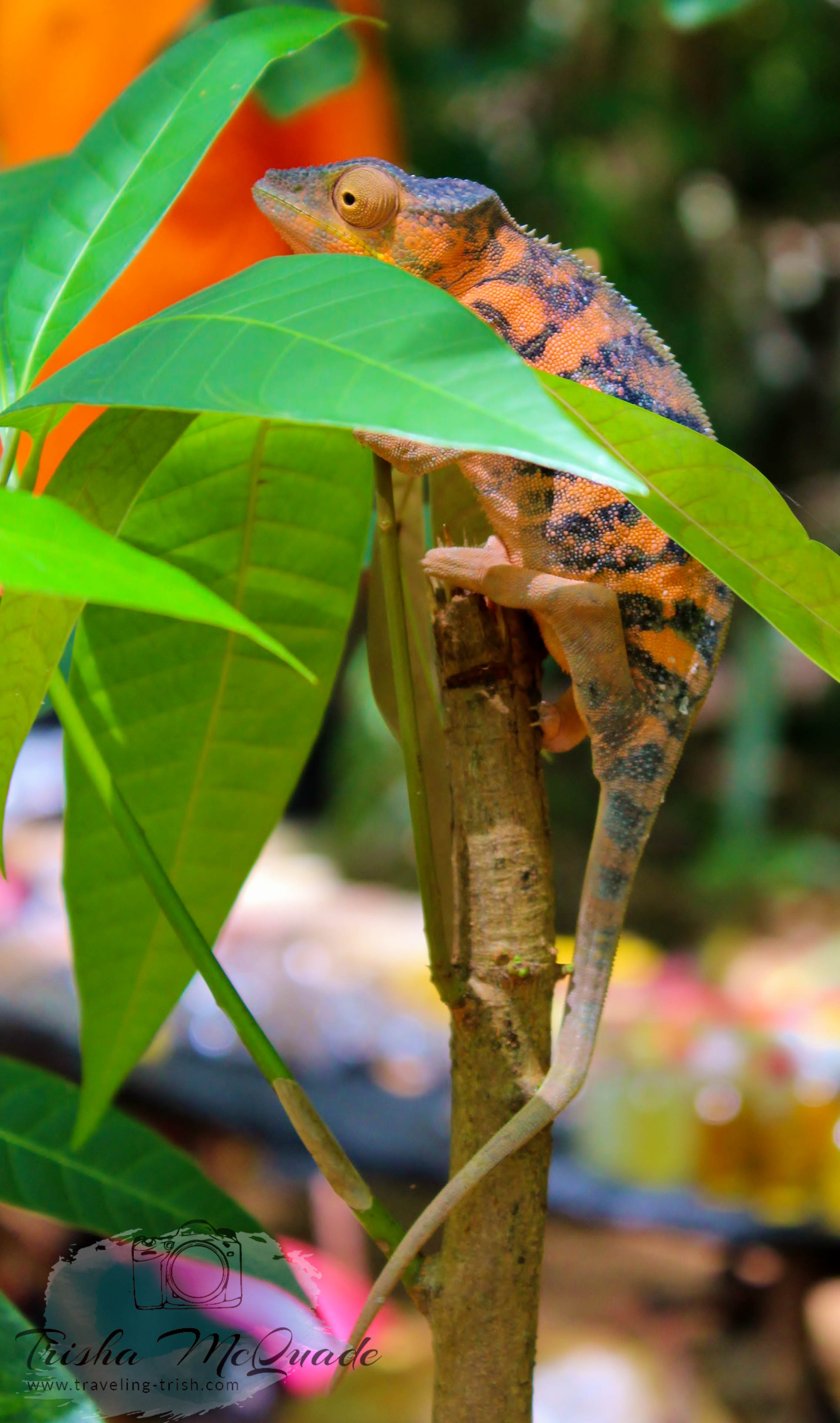Orange and Black Chameleon