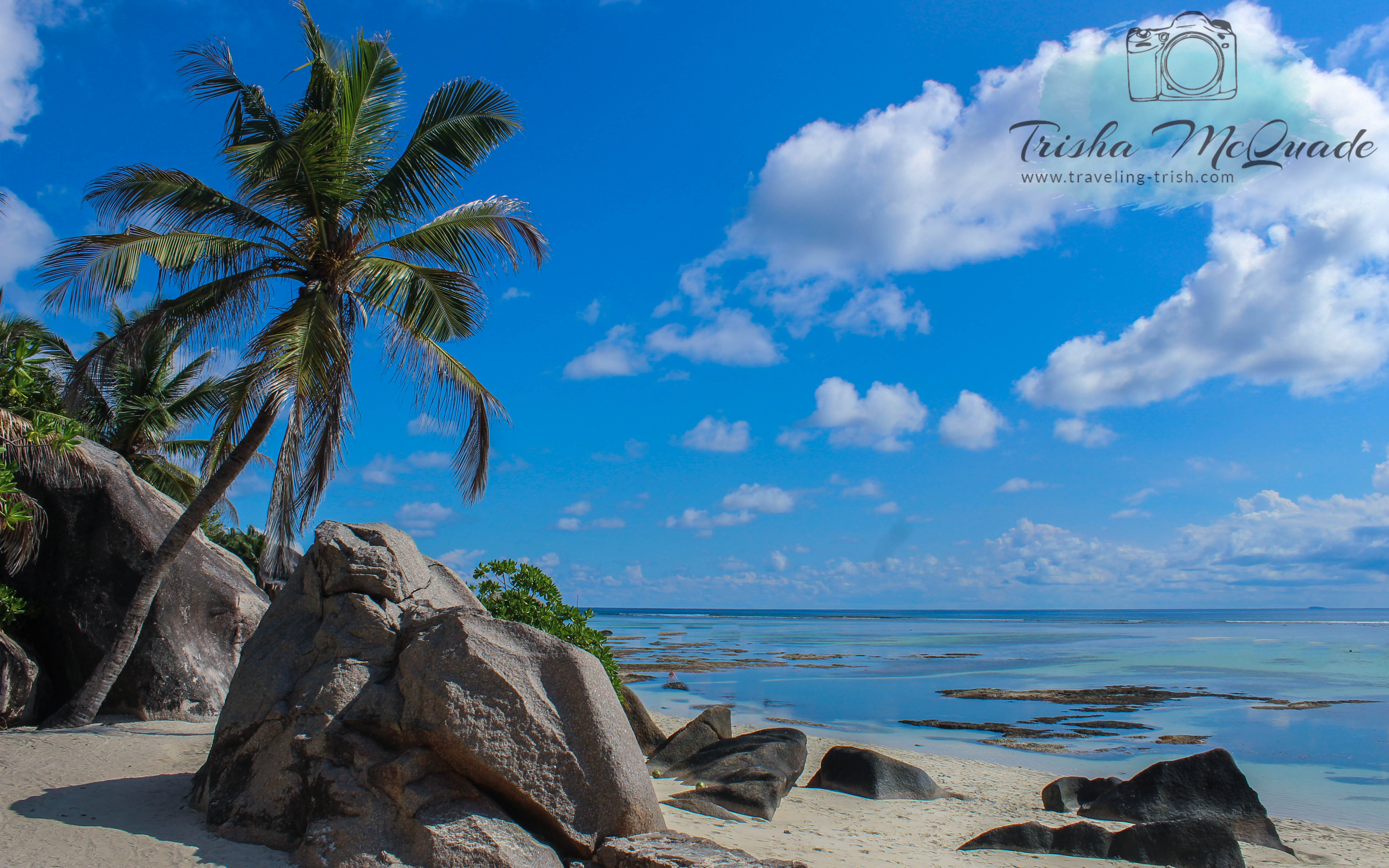 Coconut Palm