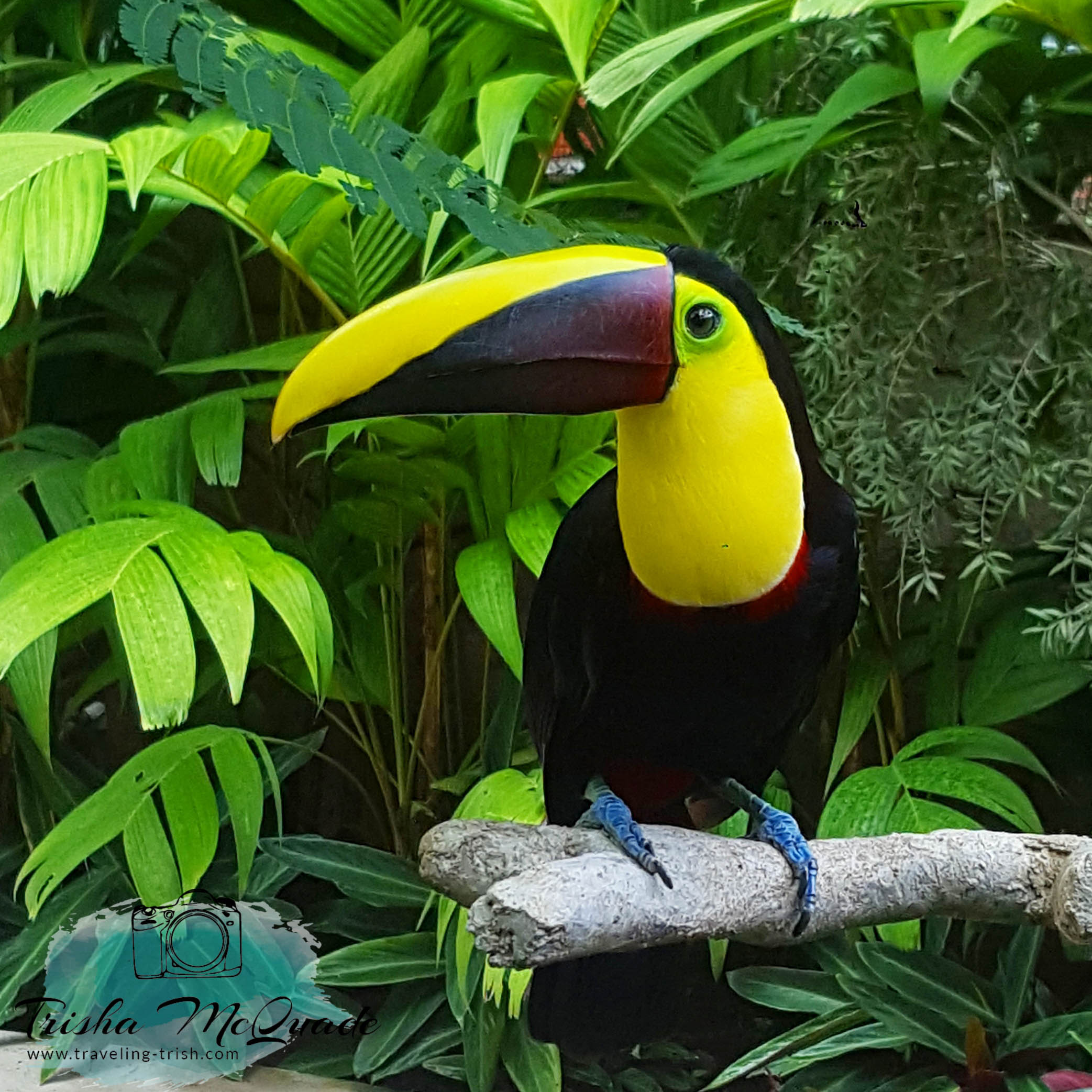 Toucan Sam