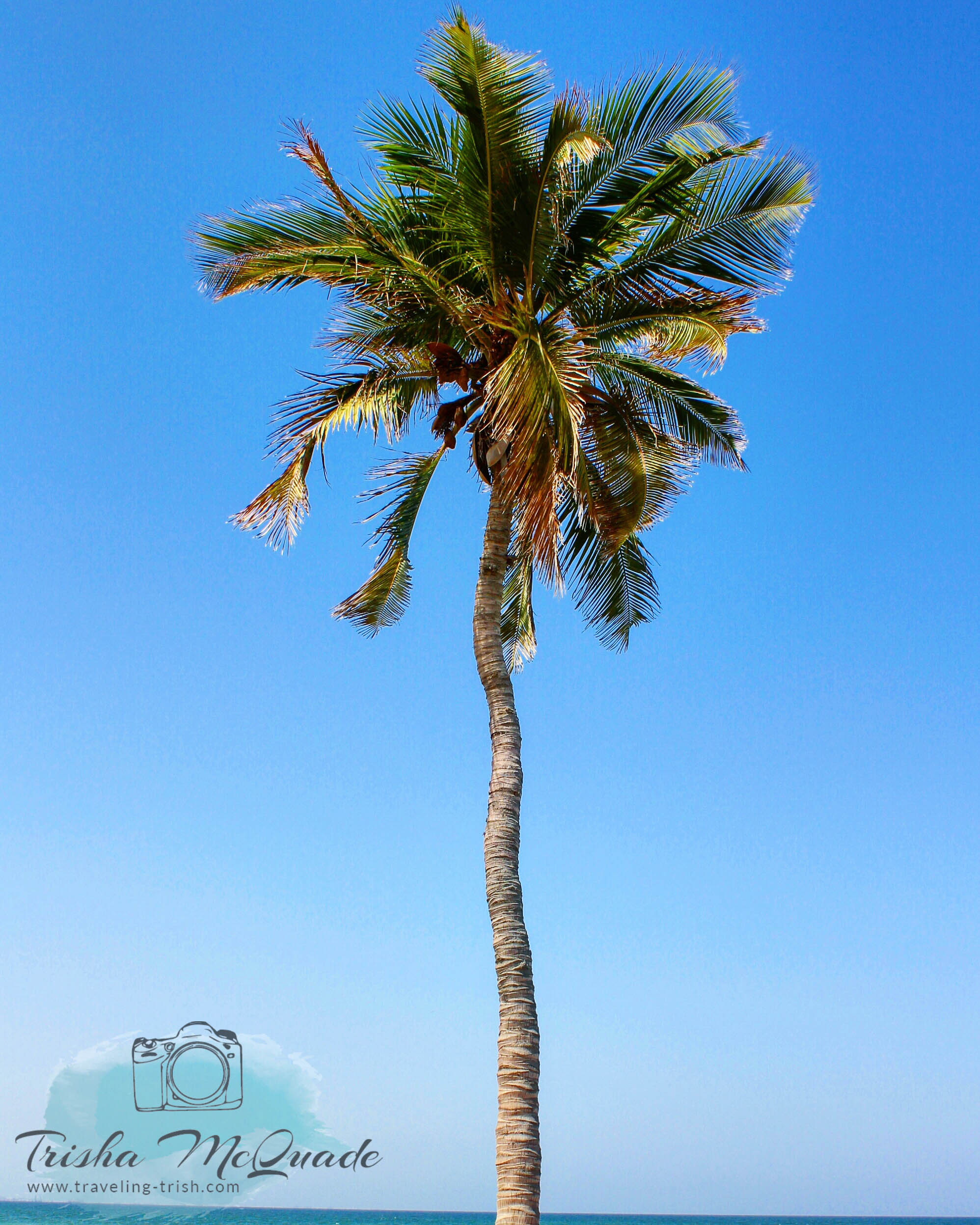 Lazy Palm