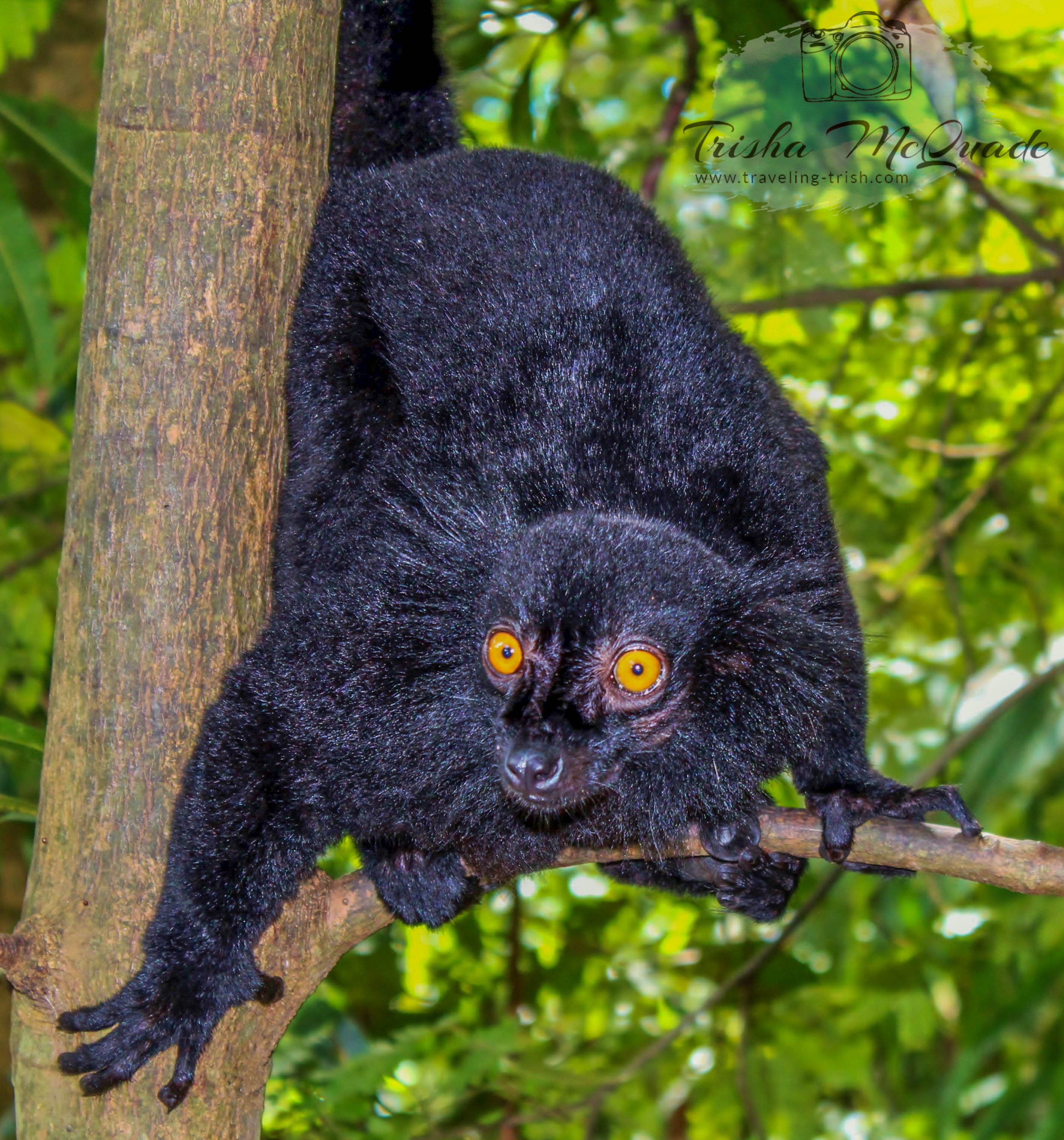 Black Lemur