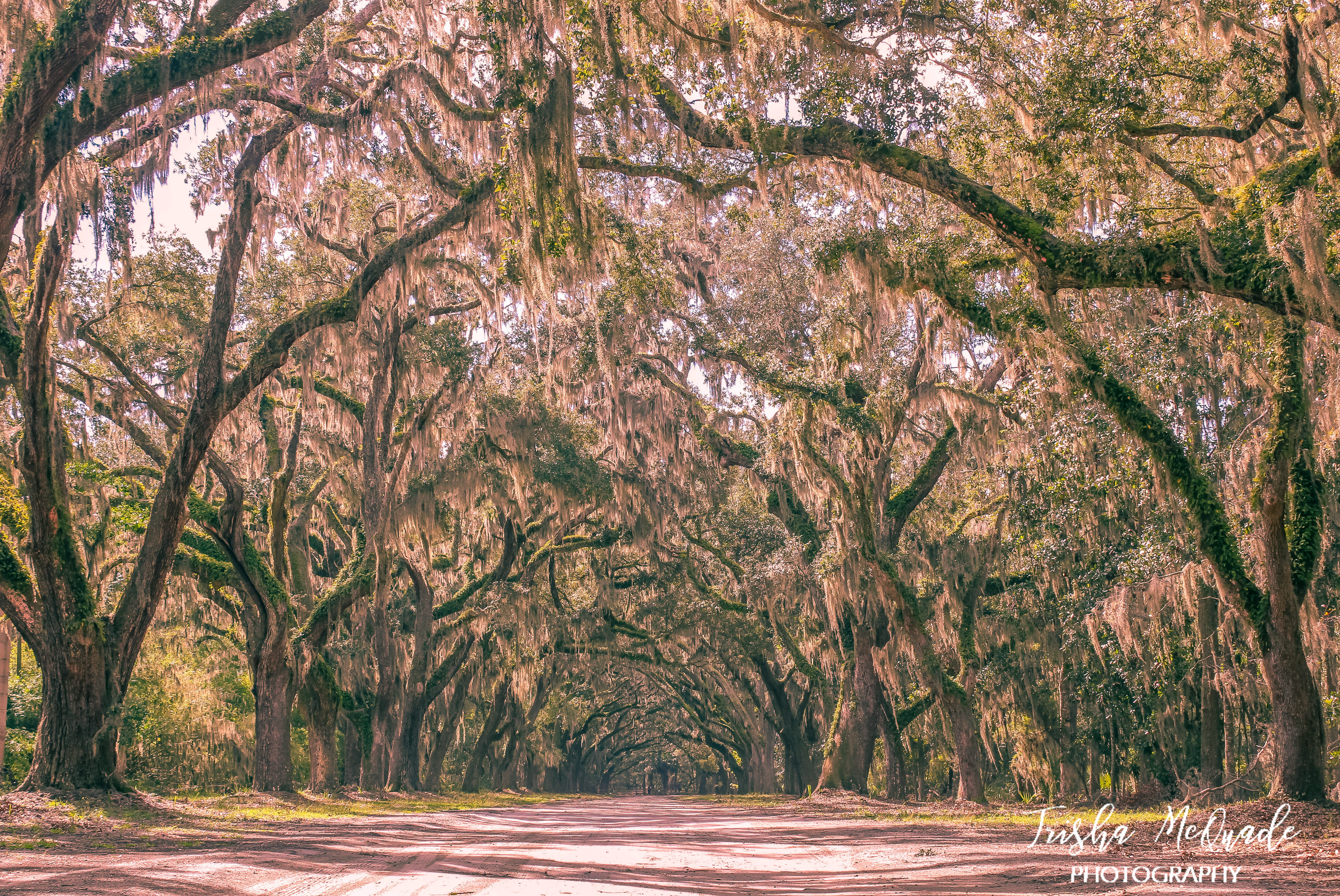 Pastel Oaks