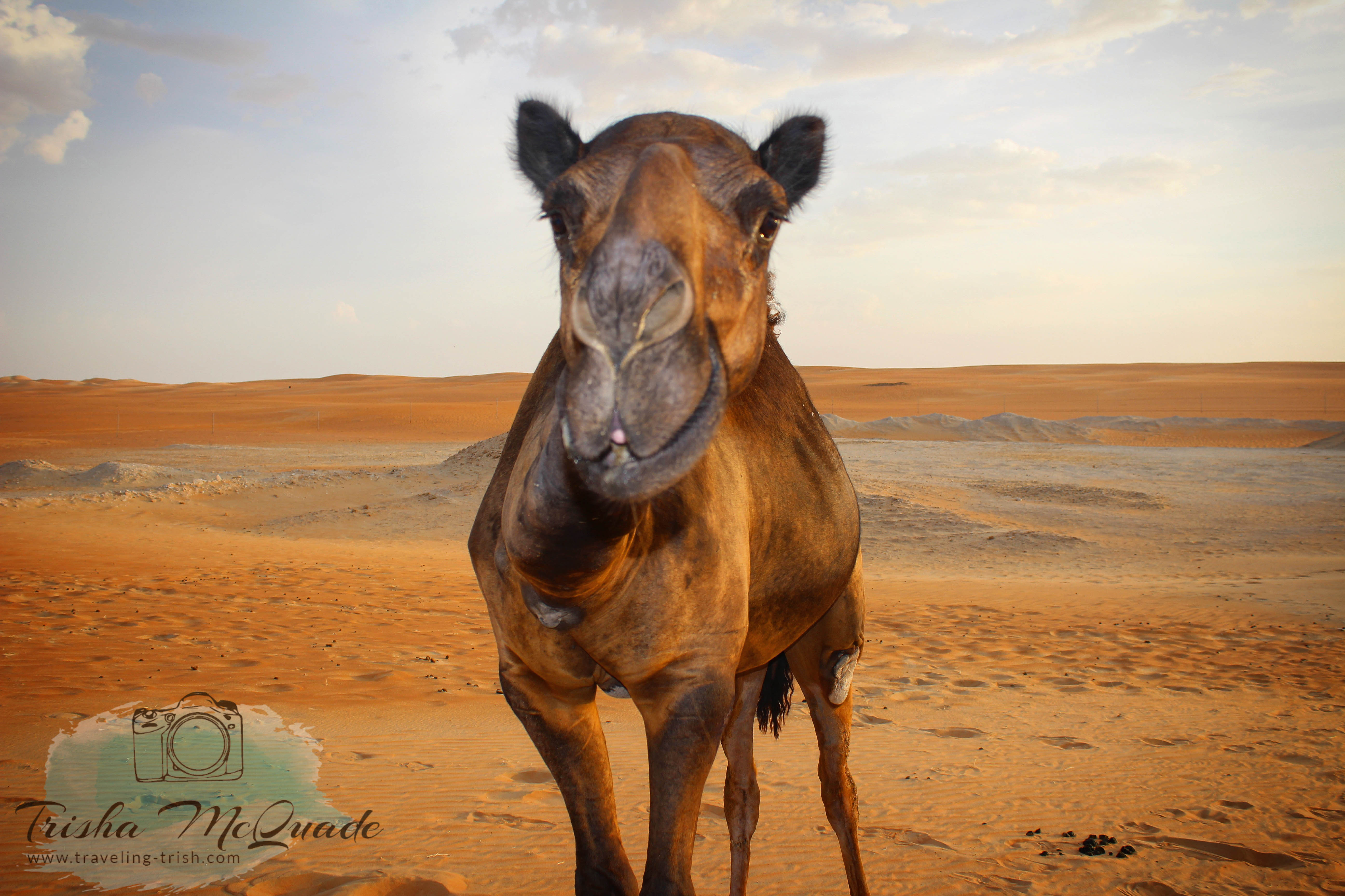 Camel Bomber