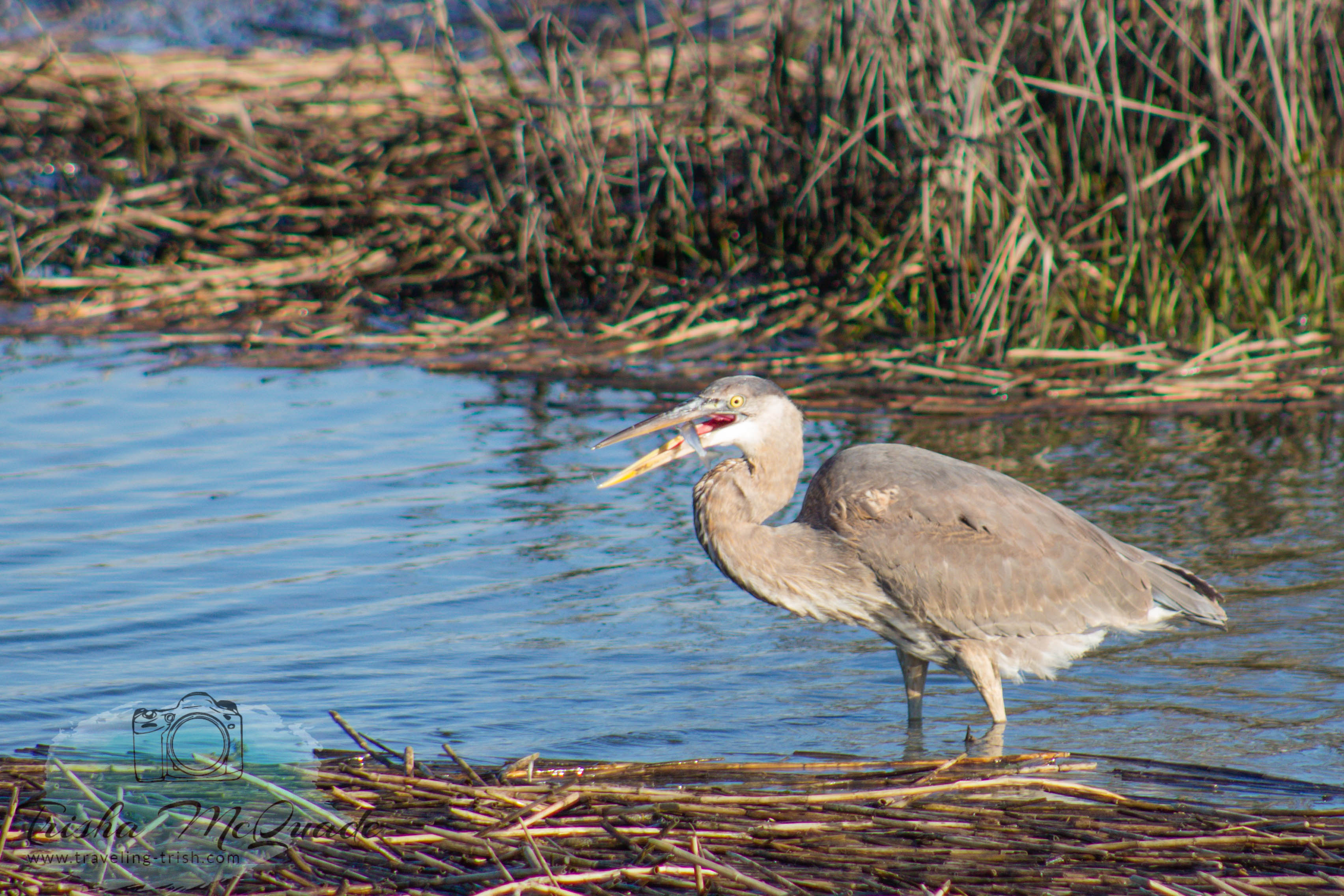 Open Mouth Fishing