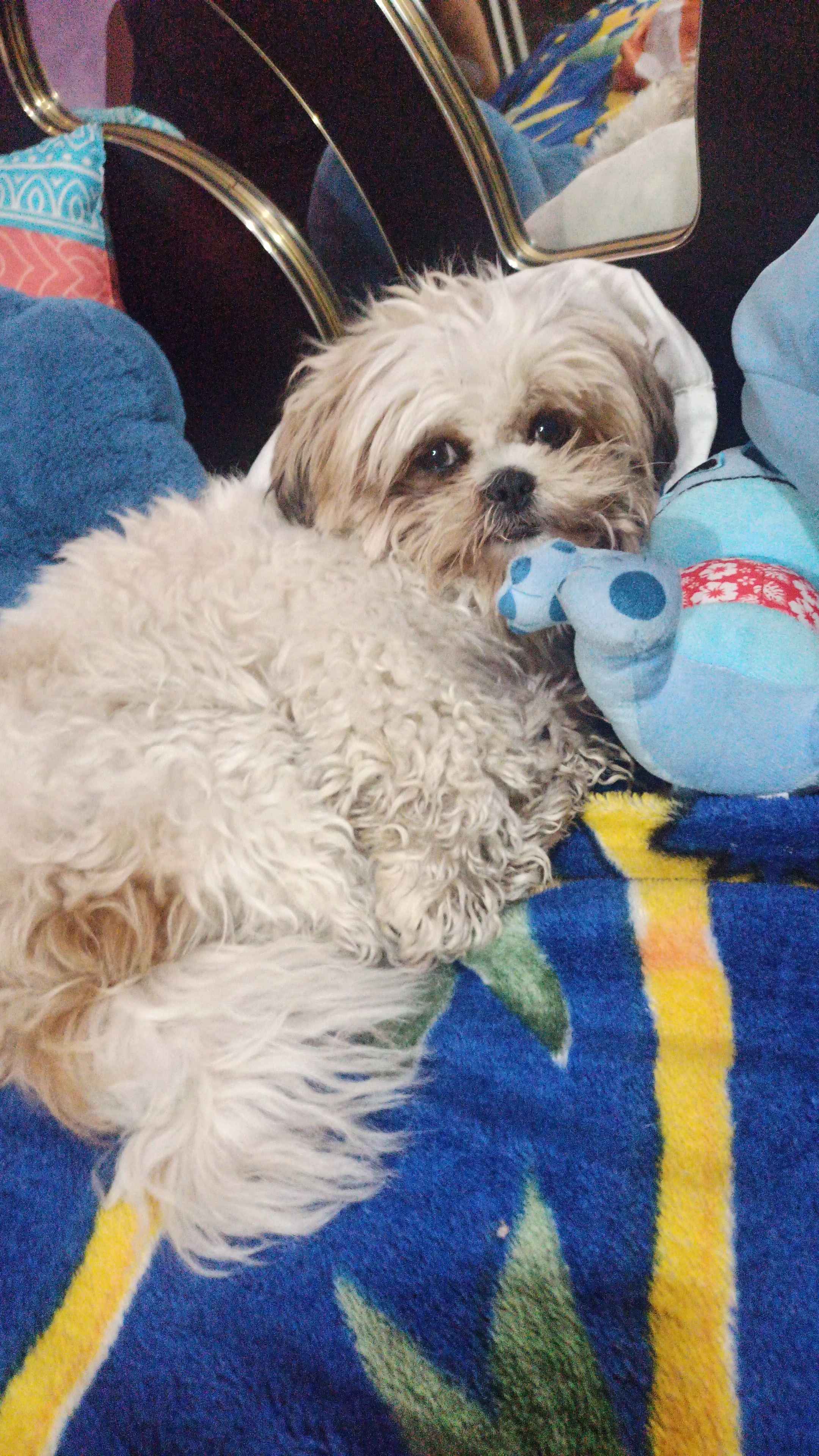 Mia