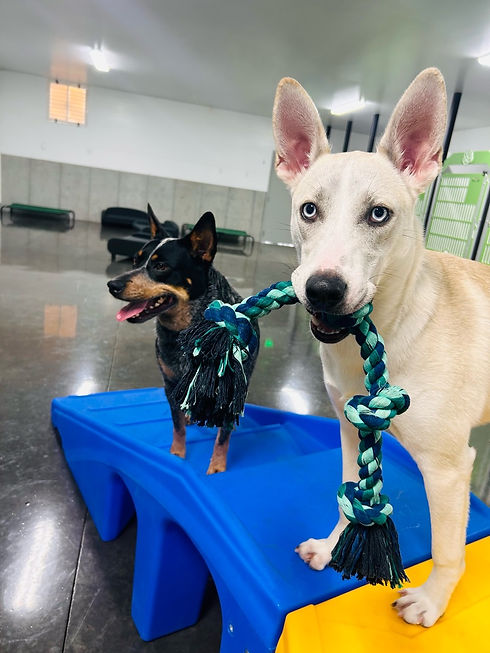 Doggy Dojo-All photos-54663879561.jpg