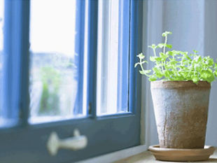 窓と植物