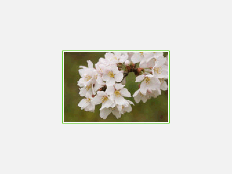 桜の花