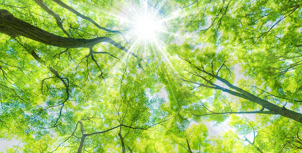 新緑の木