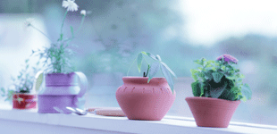 窓辺に並ぶ色とりどりの植木鉢