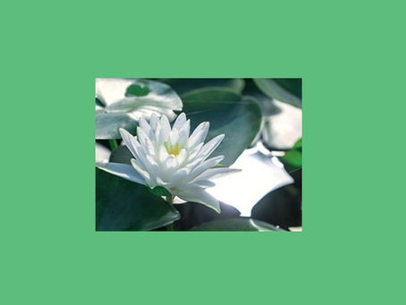 白い蓮の花