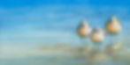 Sanderlings cover uncropped copy 2.jpg