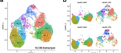 ApoE4 astrocytes_scRNAseq.png