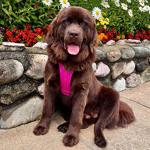 Adorable Newfoundland puppies for sale in Michigan – raised in a loving home with AKC-registered parents.