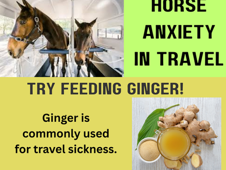 Travel Sickness in Horses