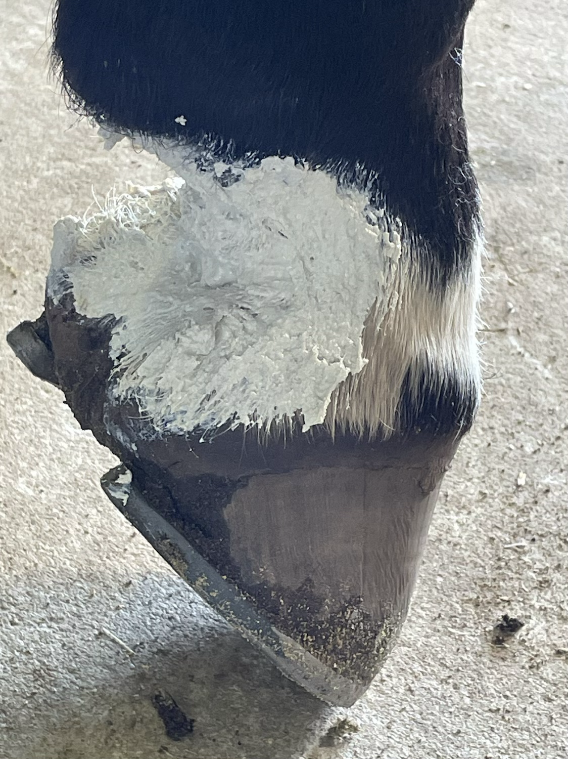 How treat Greasy Heal / Mud Fever in horses! content media