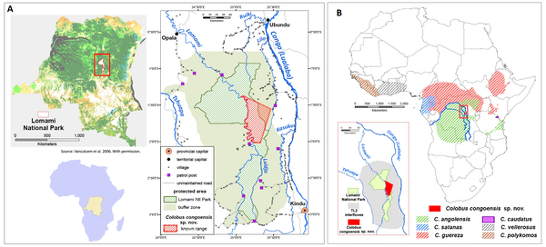 Likweli: A remarkable new species of Colobus monkey from the Lomami National Park, Democratic Republ