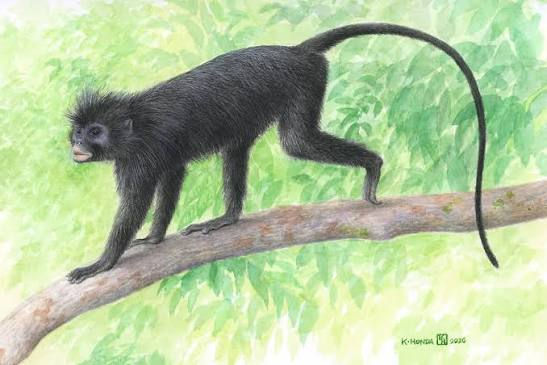 Meet ‘Likweli’: A new monkey species discovered in the Congo Basin