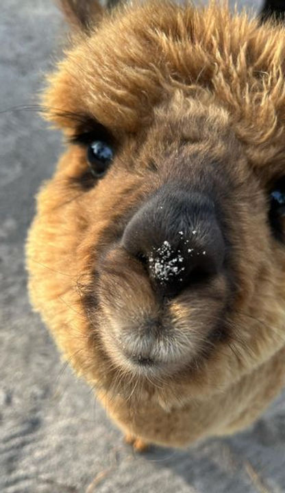 Alpaca Breeder | Out Of Sight Alpacas | United States