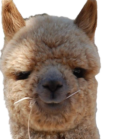 Alpaca Breeder | Out Of Sight Alpacas | United States