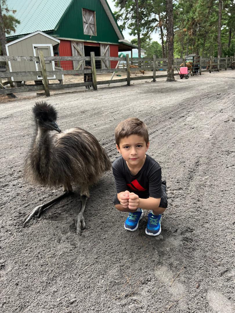 emu sits